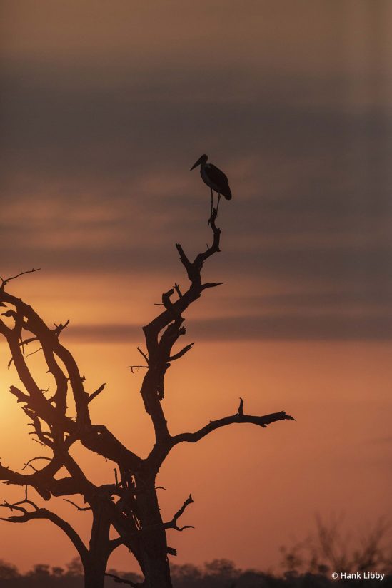 Today’s Photo Of The Day is “Sunset Hunter” by Hank Libby. Location: Kruger National Forest, Africa.