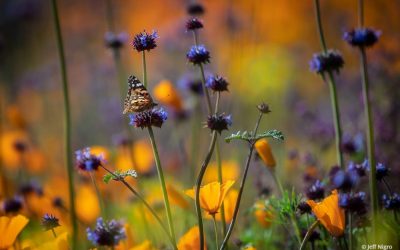 Photo Of The Day By Jeff Nigro