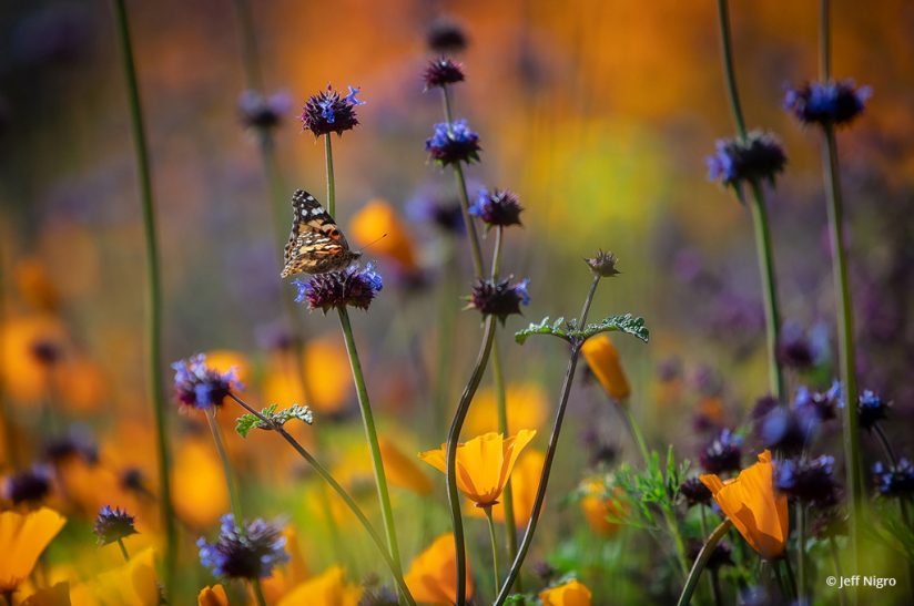 Today’s Photo Of The Day is “Among the Flowers” by Jeff Nigro. Location: Lake Elsinore, California.