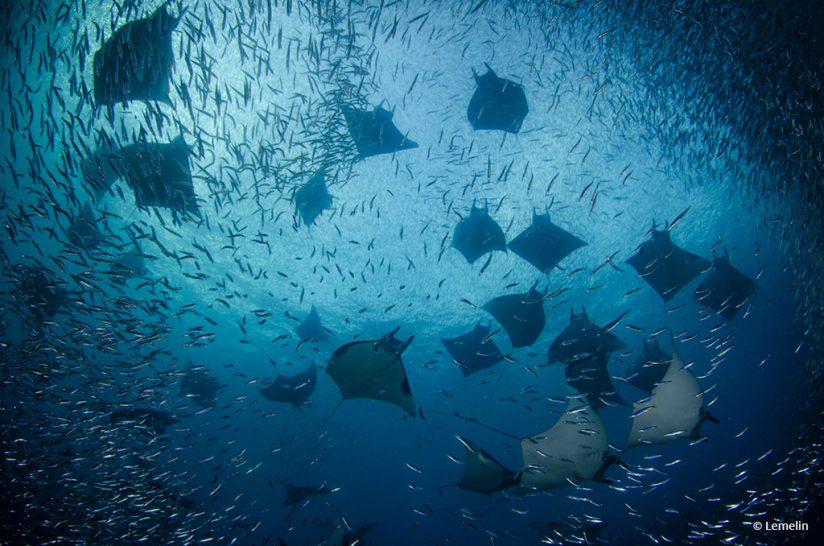 Today’s Photo Of The Day is “Hunter” by Lemelin. Location: Raja Ampat Islands, Indonesia. 