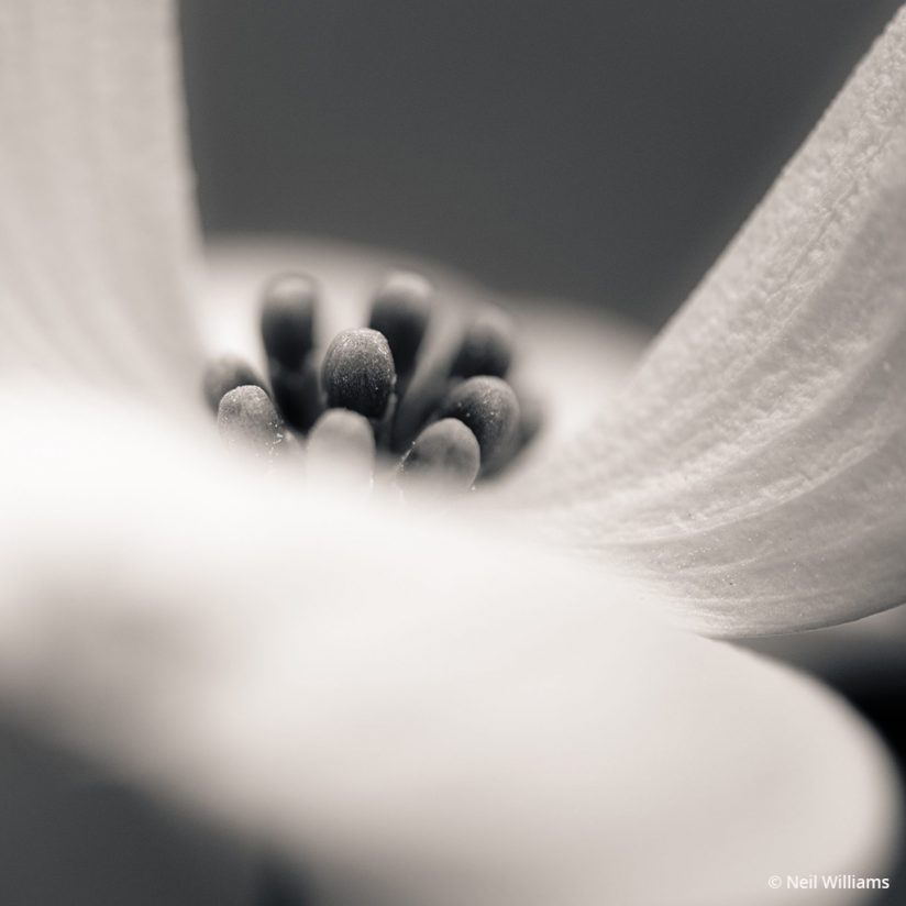 Today’s Photo Of The Day is “Dogwood Perspective #2” by Neil Williams. Location: Stone Mountain Park, Georgia.