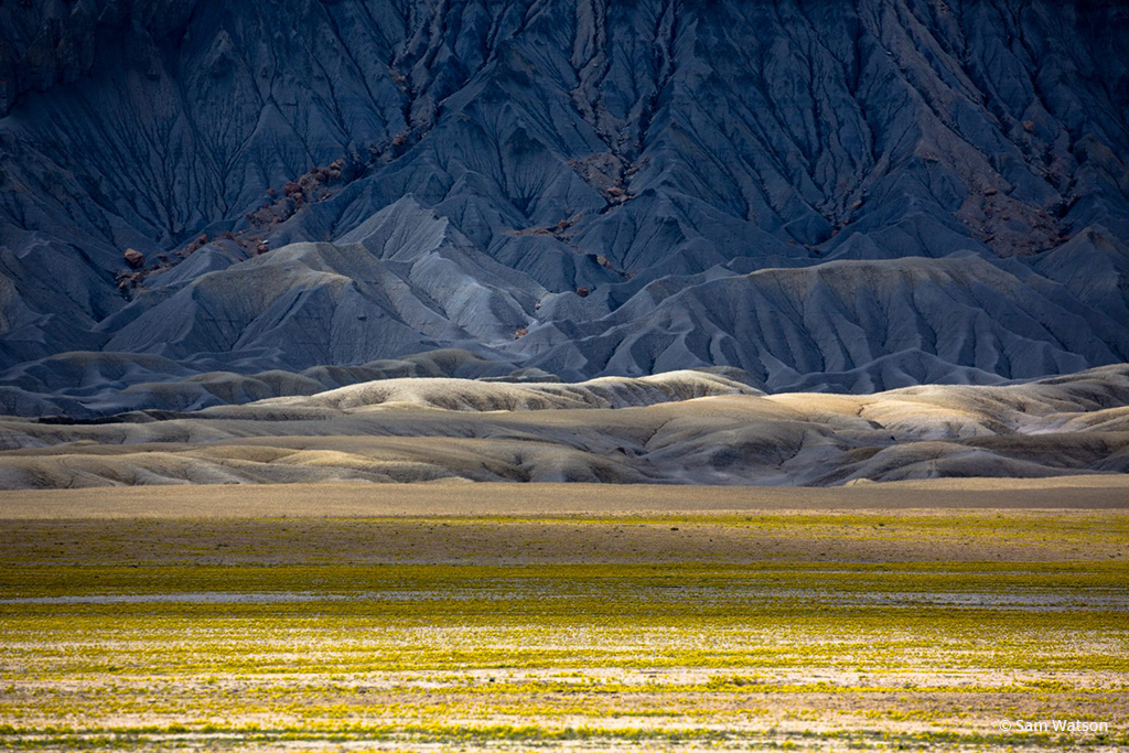 Today’s Photo Of The Day is “Desert Flowers” by Sam Watson. Location: Southern Utah. 