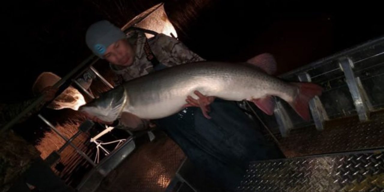 Possible-World-Record Muskie Pulled From Mille Lacs Lake