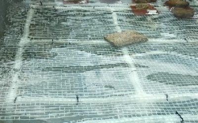 Scientists return from coral rescue mission, continue restoration efforts