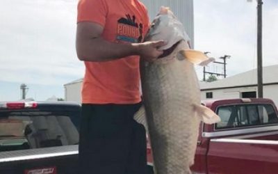 State-record fish: 66-pound bigmouth buffalo