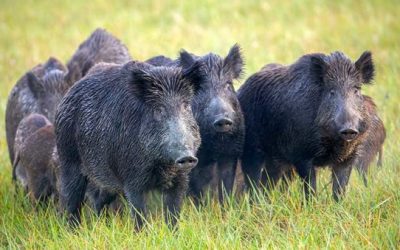 Texas Is Still Losing the War on Feral Hogs
