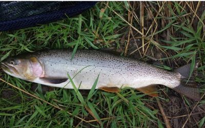 Trout Slam Update, Summer 2019