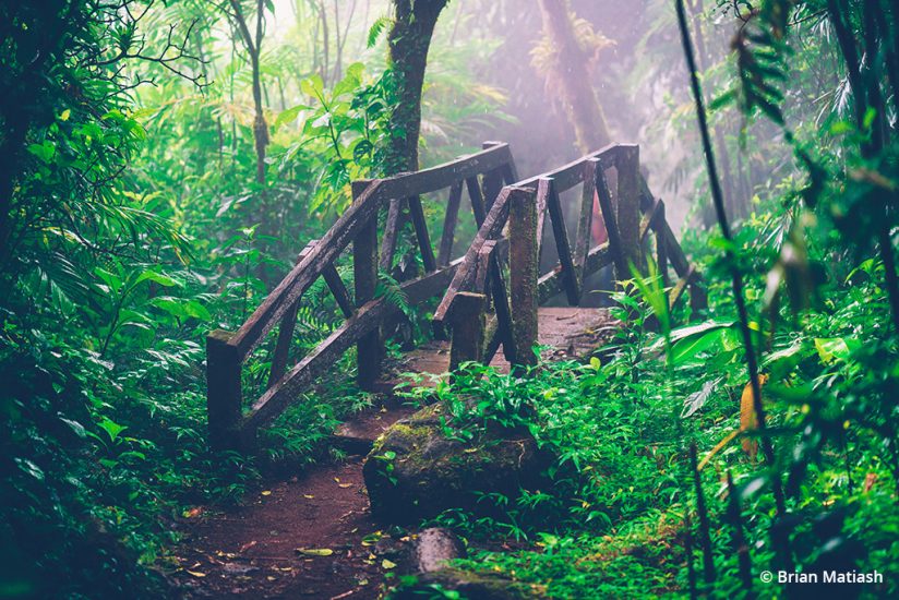 image illustrating juxtaposition of man made bridge and forest surroundings