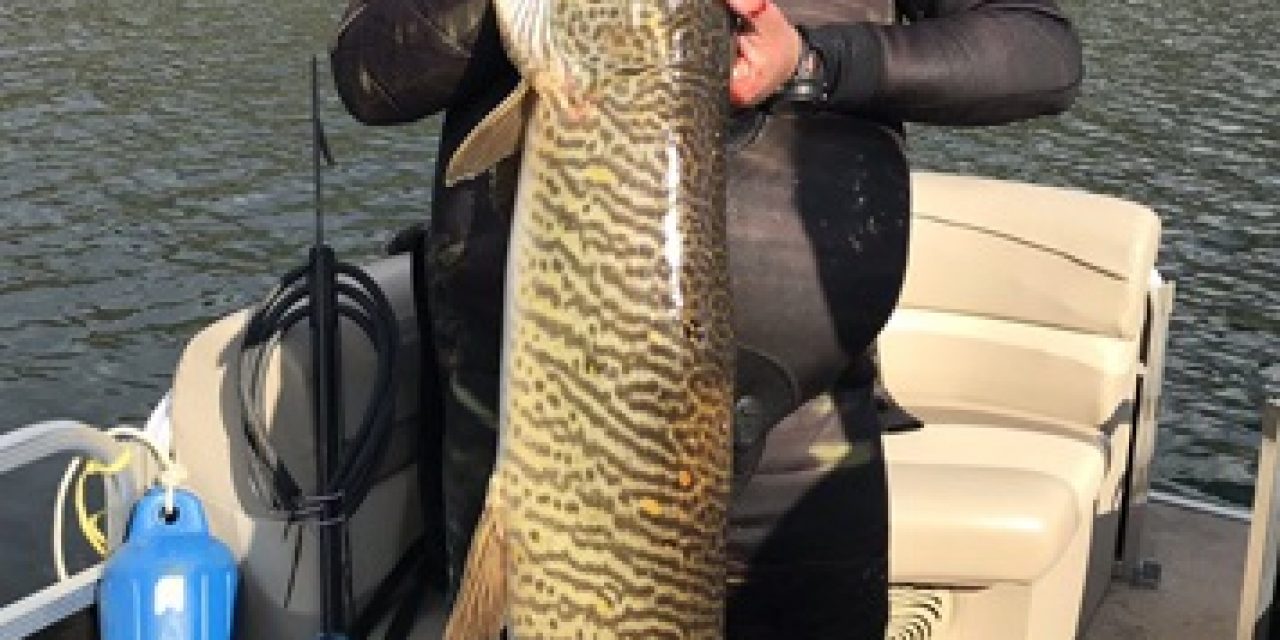 Utah Man Sets Spearfishing Record With 51-inch Tiger Muskellunge?