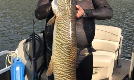 Utah Man Sets Spearfishing Record With 51-inch Tiger Muskellunge?