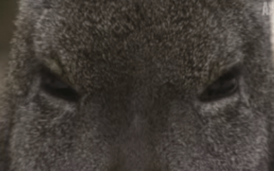 Vampire Deer Are Real, and This Is What They Look Like
