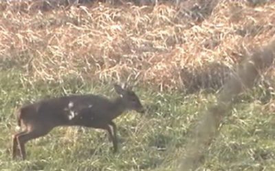 Video: 12-Gauge Slug Drops 8-Pointer