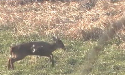 Video: 12-Gauge Slug Drops 8-Pointer