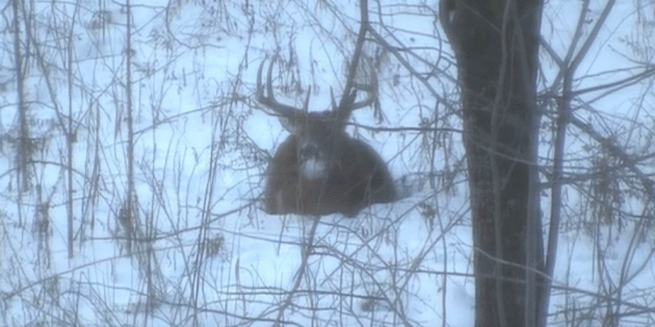 Video: Buck Sheds Antlers Immediately After Being Shot