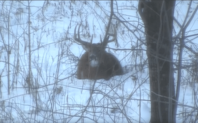 Video: Buck Sheds Antlers Immediately After Being Shot