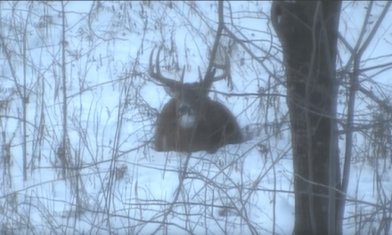 Video: Buck Sheds Antlers Immediately After Being Shot