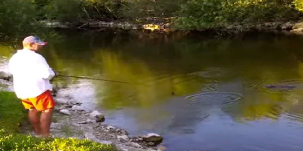 Video: Florida Alligator Goes After Fisherman