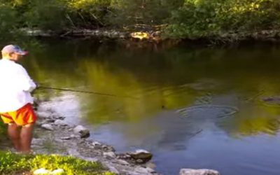 Video: Florida Alligator Goes After Fisherman