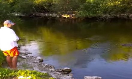 Video: Florida Alligator Goes After Fisherman