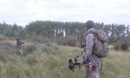 Video: Hunters Rescue Elk From Mud Hole