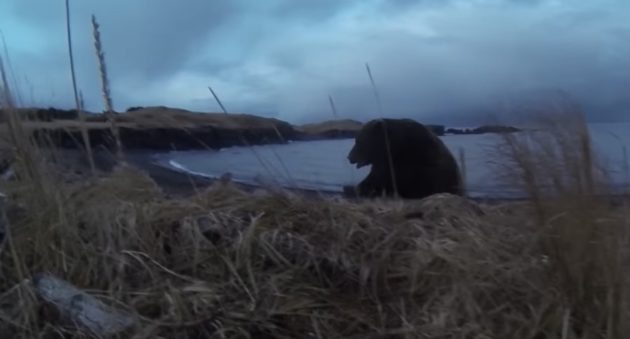 kodiak bear charge