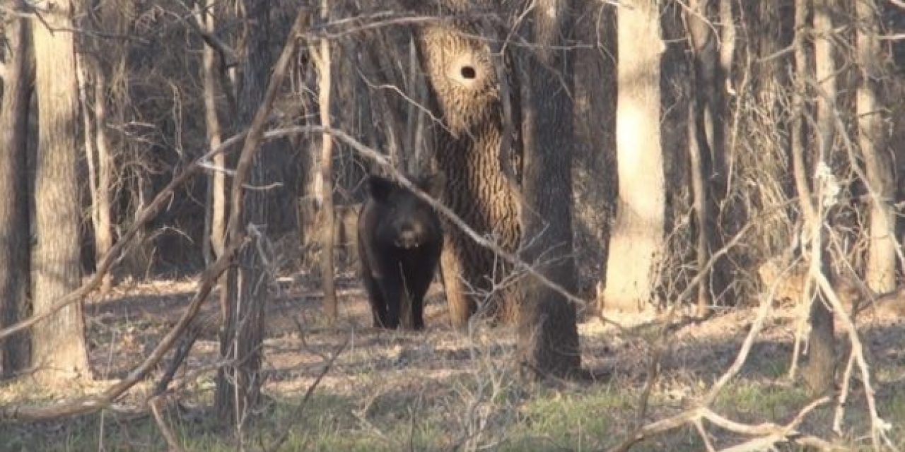 Watch These Boars Fight in Front of Two Hog Hunters