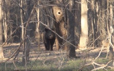 Watch These Boars Fight in Front of Two Hog Hunters