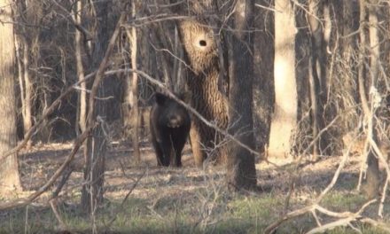 Watch These Boars Fight in Front of Two Hog Hunters