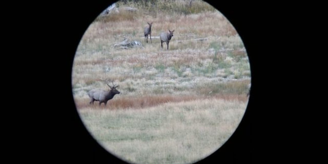 What Do You Think About Elk Hunting With the 280 AI?