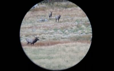 What Do You Think About Elk Hunting With the 280 AI?