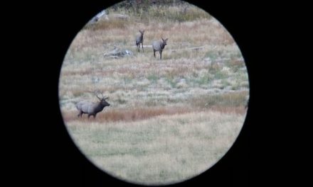 What Do You Think About Elk Hunting With the 280 AI?