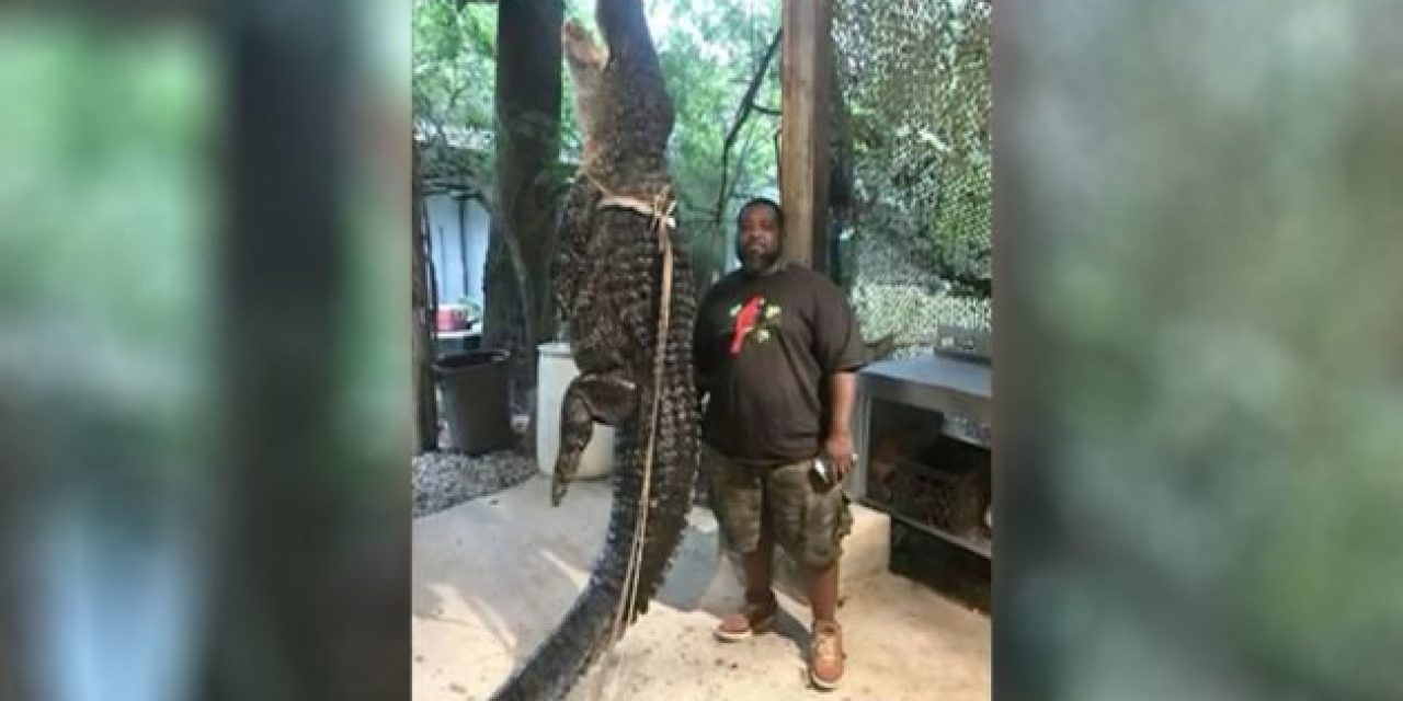 360-Pound Alligator Caught After Chasing Georgia Kayaker