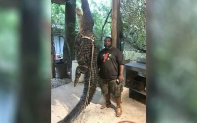 360-Pound Alligator Caught After Chasing Georgia Kayaker