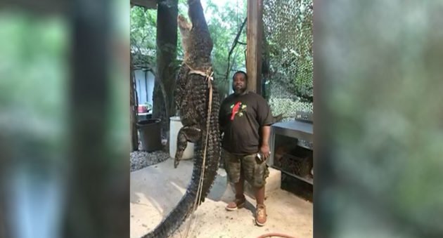 alligator chases kayaker