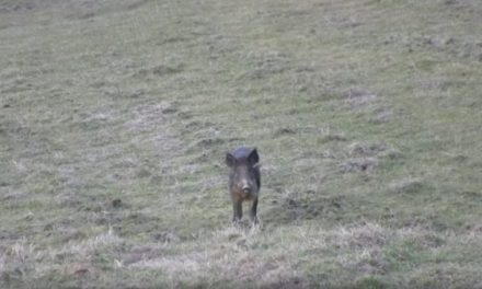 A .45-70 Headshot Put This Hog in the Dirt