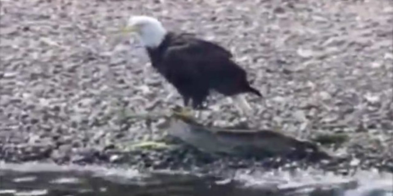 Bald Eagle Bags a Big One, Enjoys a Shore Lunch