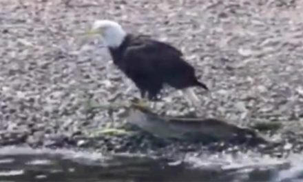 Bald Eagle Bags a Big One, Enjoys a Shore Lunch