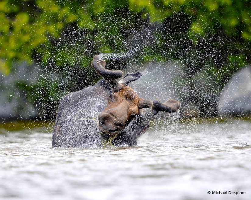 Behind The Shot: Spin Cycle. A bull moose in Baxter State Park, Maine