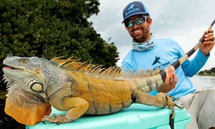 BlacktipH Catches Iguana While Freshwater Fishing in Florida