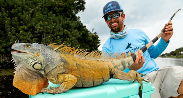 blacktiph catches iguana