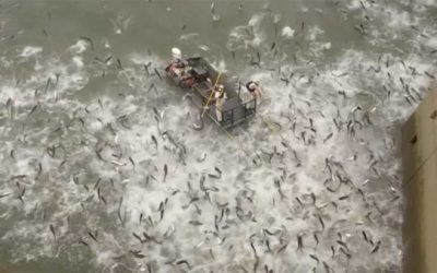 BLAST ALERT: Invasive Carp Fished with Electricity for Research