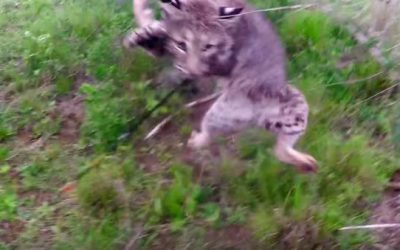 Bobcat Attacks Tim Wells After He Shoots It With an Arrow