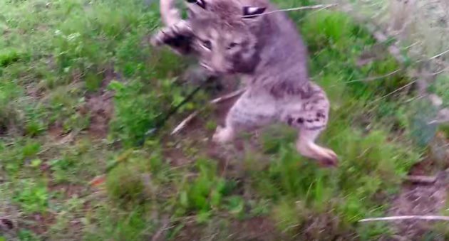 bobcat