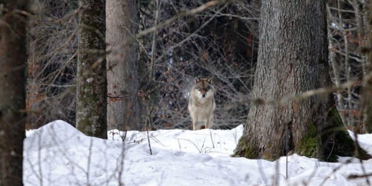 Camper Saves Family From Wolf Attack in Canada