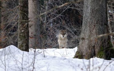 Camper Saves Family From Wolf Attack in Canada