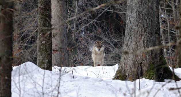 wolf attack