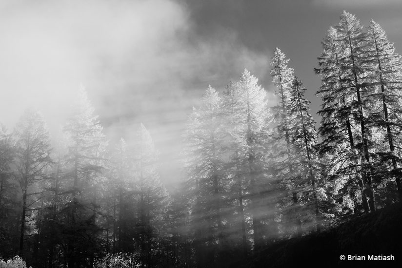 image of trees taken with an infrared camera