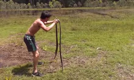 Ever Thought of Catching Wild Rabbits Using Snakes?