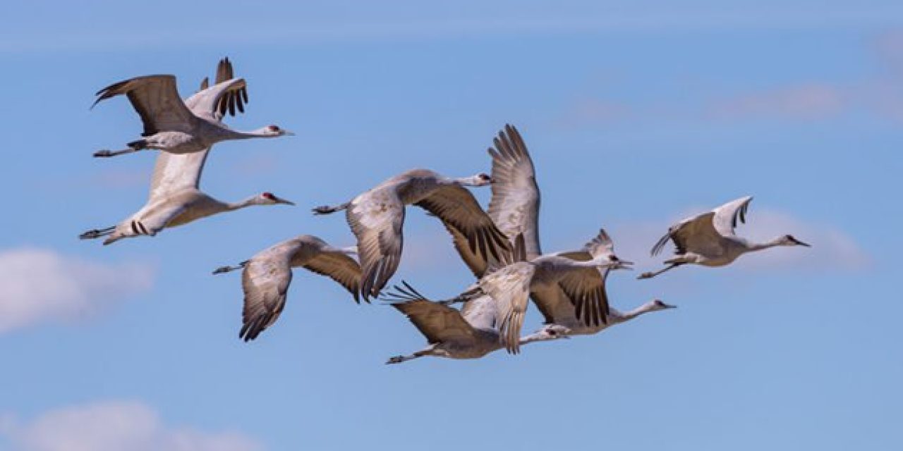 For the First Time in a Century, Alabama Will See a Sandhill Crane Hunting Season