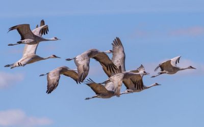 For the First Time in a Century, Alabama Will See a Sandhill Crane Hunting Season